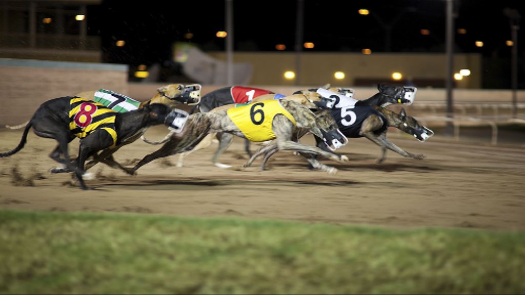 澳洲新南威爾士州明年禁賽狗