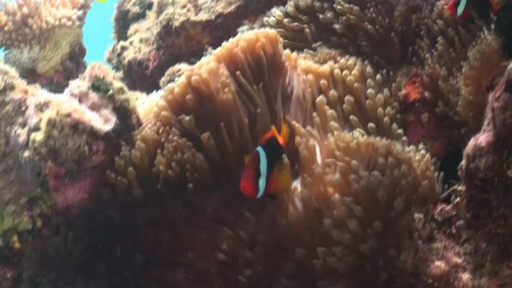 澳洲擬撥五億澳元保護大堡礁