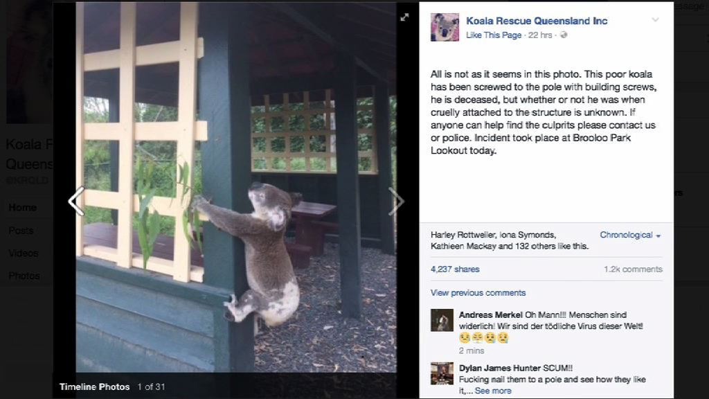 澳洲有樹熊疑被殘殺　警方接手調查