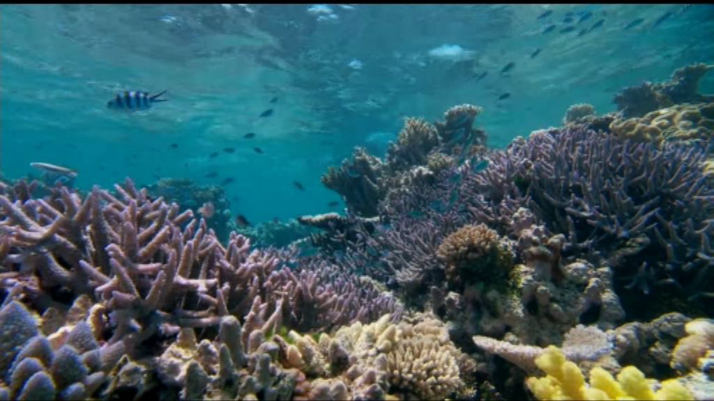 大堡礁考察團獲資助研究「超級珊瑚」