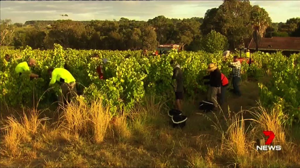 澳洲政府妥協　背包客稅訂於15%