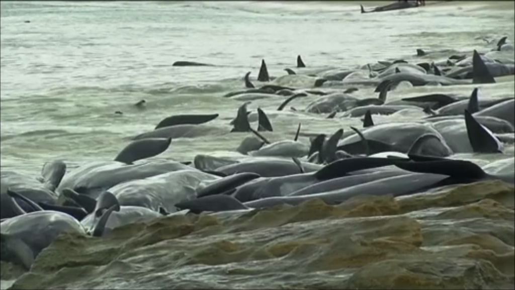 澳洲珀斯逾150條鯨魚擱淺