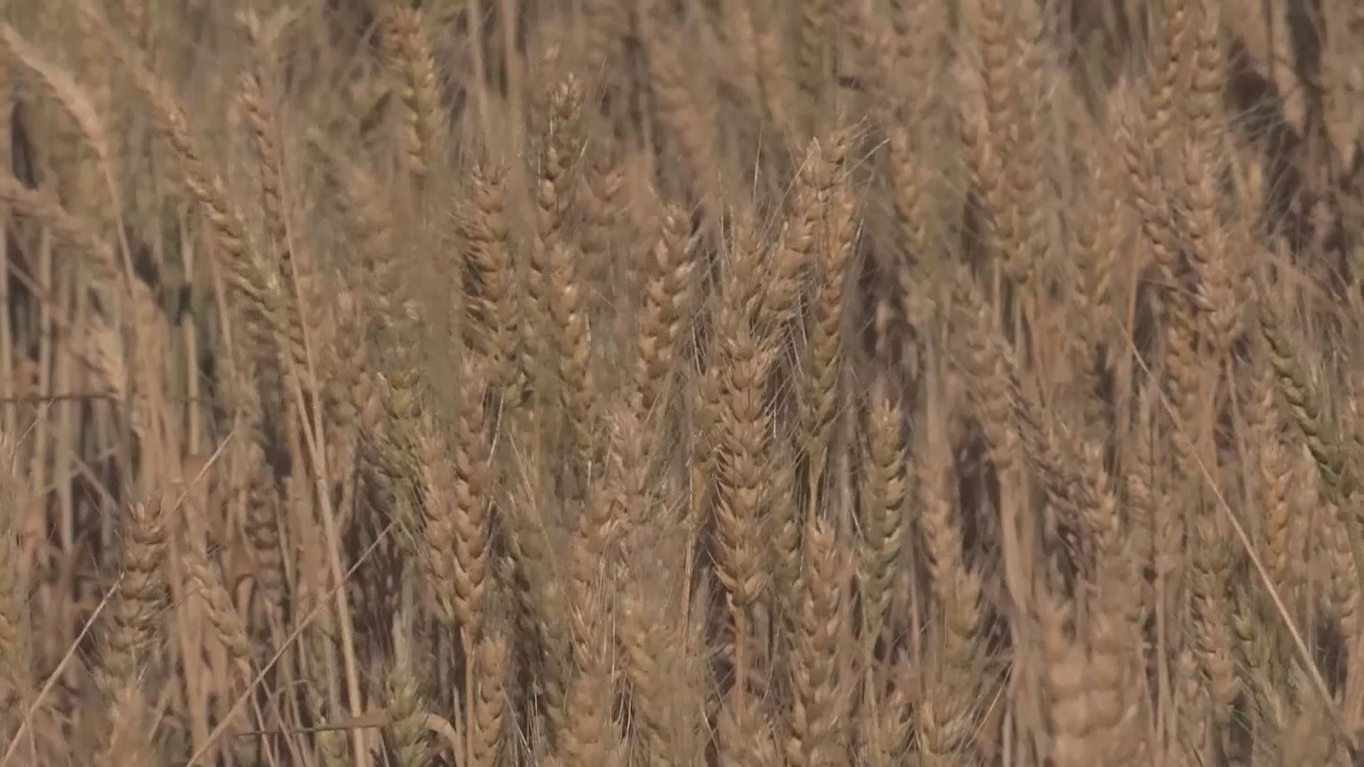 澳洲將就大麥徵稅向世貿申訴　中方促澳洲勿針對華企