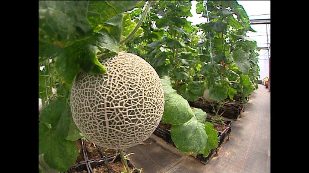 澳洲三人進食受污染哈密瓜後死亡