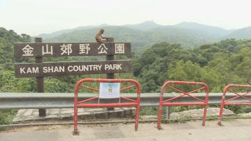 37歲男子被猴子襲擊後感染猴疱疹病毒 情況危殆