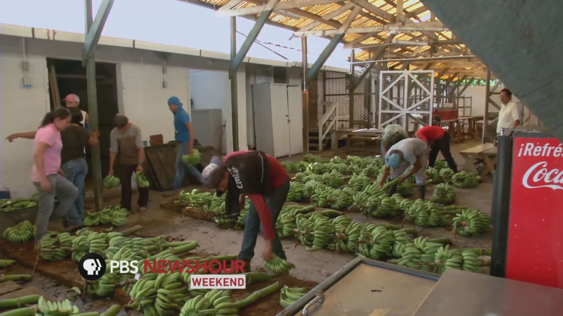 香蕉病大流行引發絕種危機