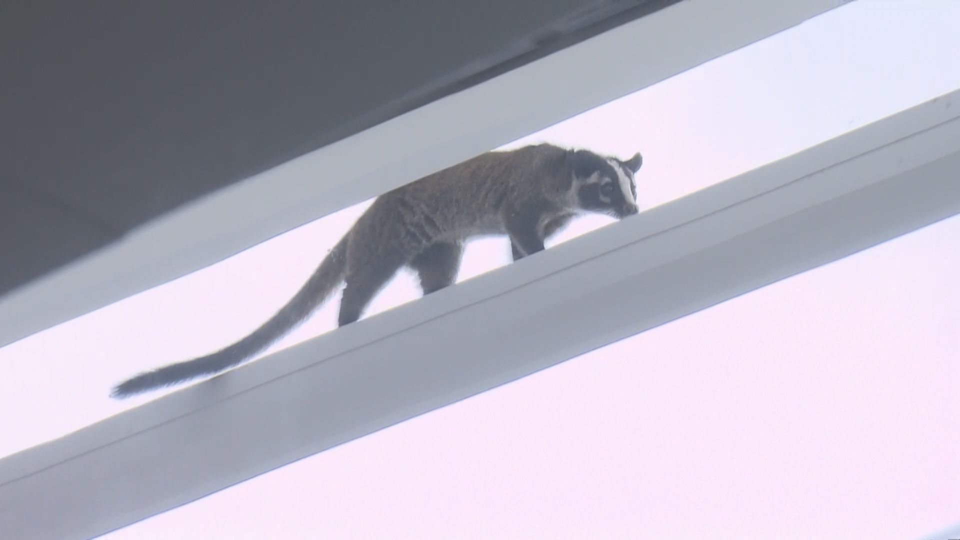 中環國際金融中心商場發現果子狸　漁護署及愛協到場處理