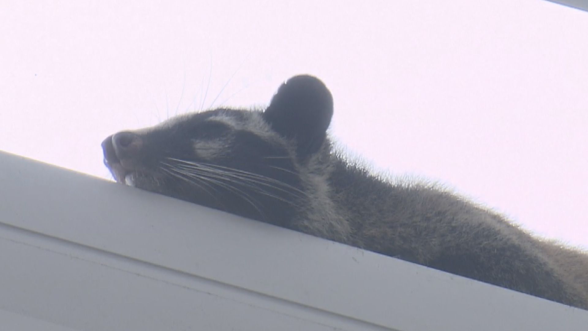 中環國際金融中心發現果子狸　嘉道理農場：無嚴重創傷休息後可放回野外