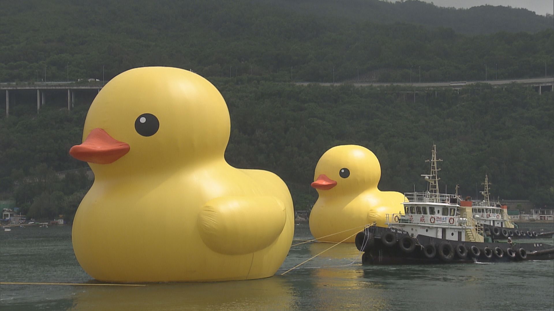 黃色巨鴨時隔10年再訪港 青衣海面「暢泳」