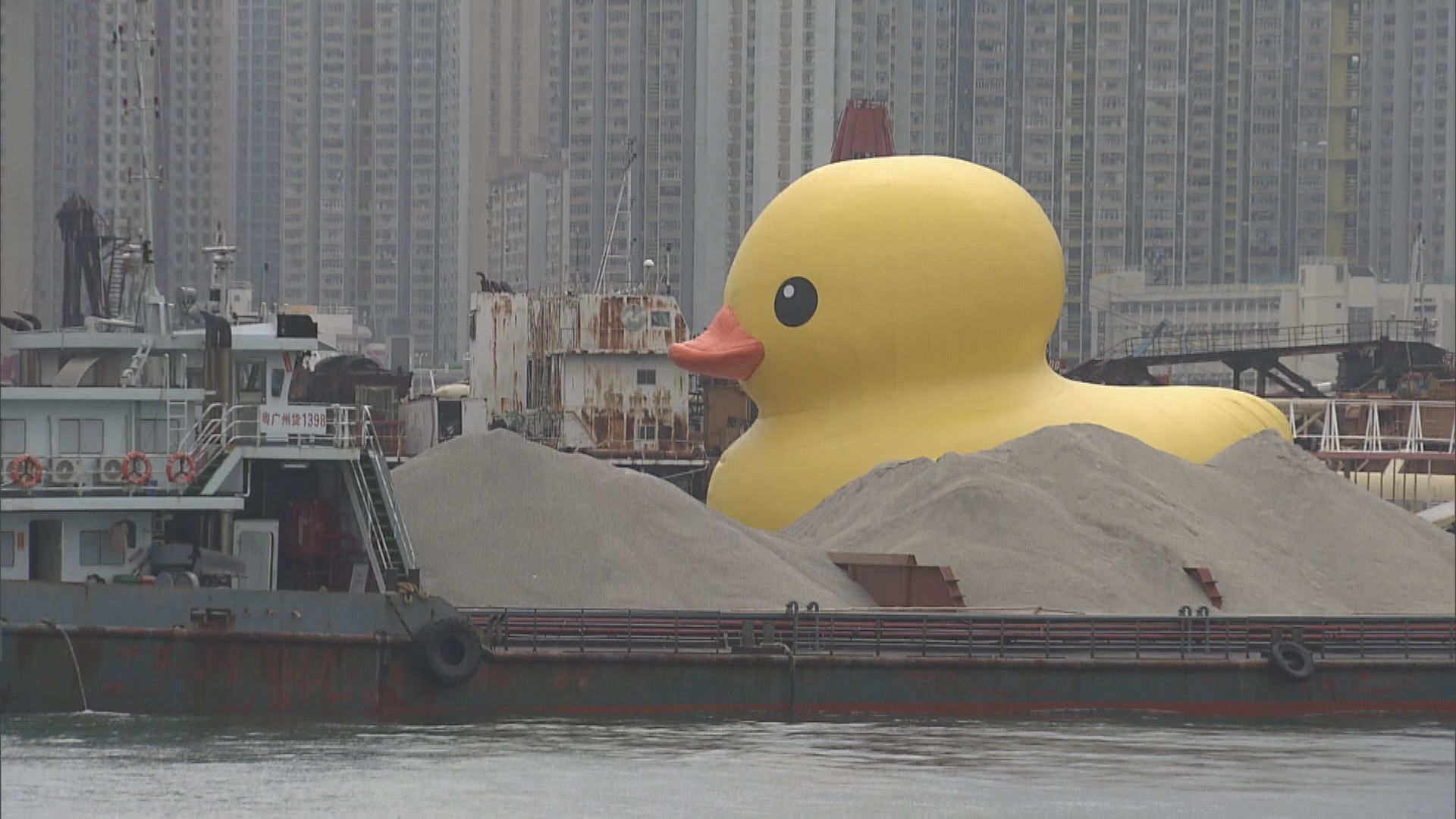 黃色巨鴨時隔10年再訪港 青衣海面「暢泳」