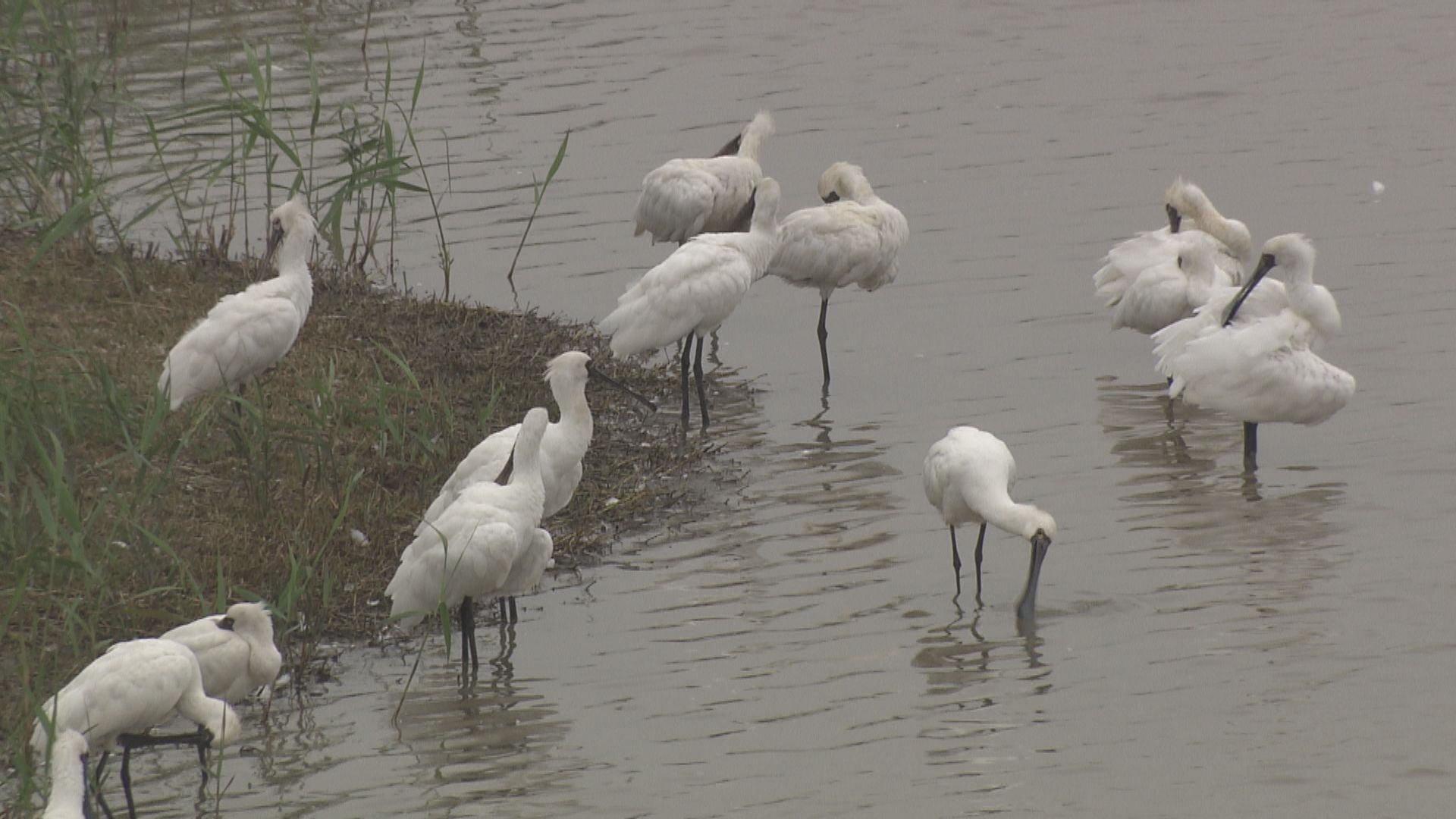 黑臉琵鷺屍體初步驗出帶有H5禽流感病毒
