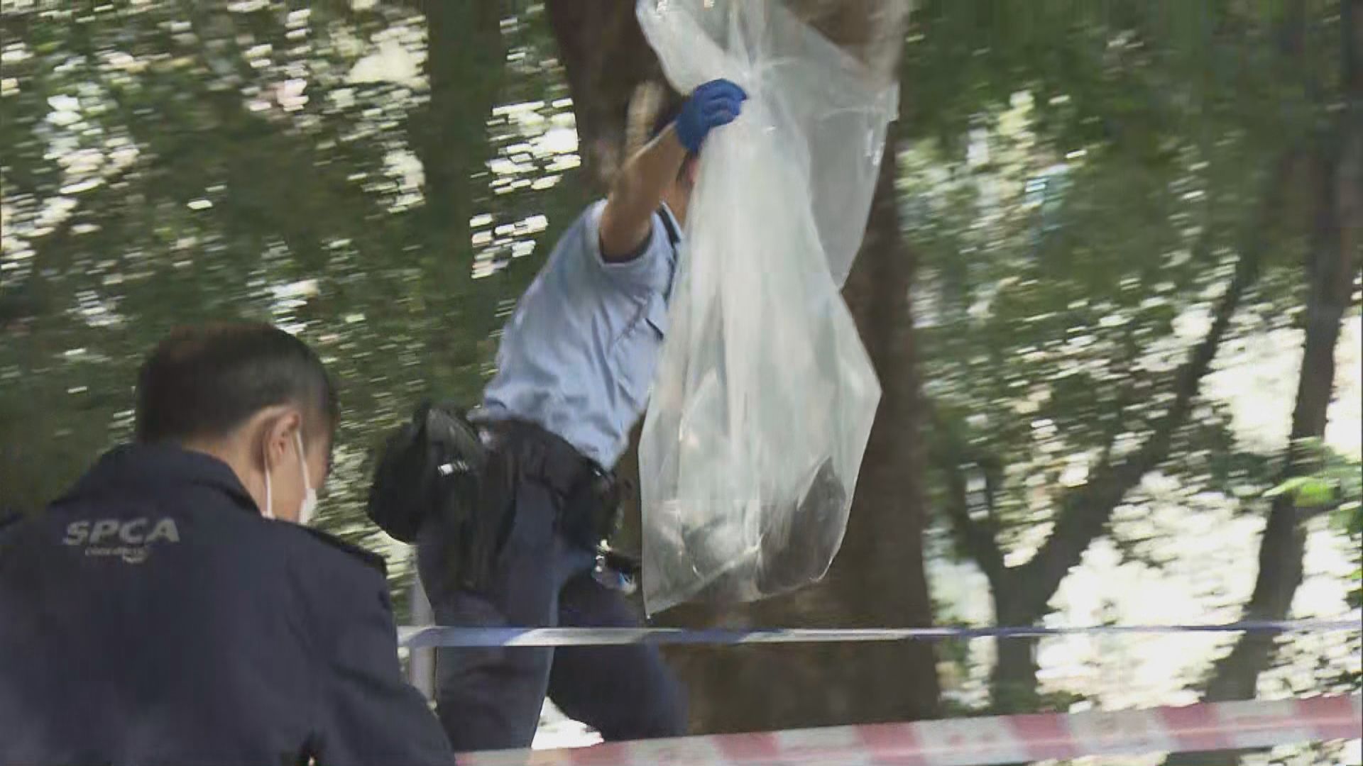 大埔富亨邨連續兩日發現大批白鴿死亡　列殘酷對待動物調查