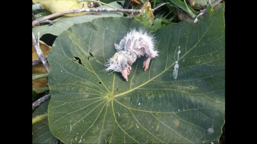 康文署就修樹令雀鳥傷亡致歉