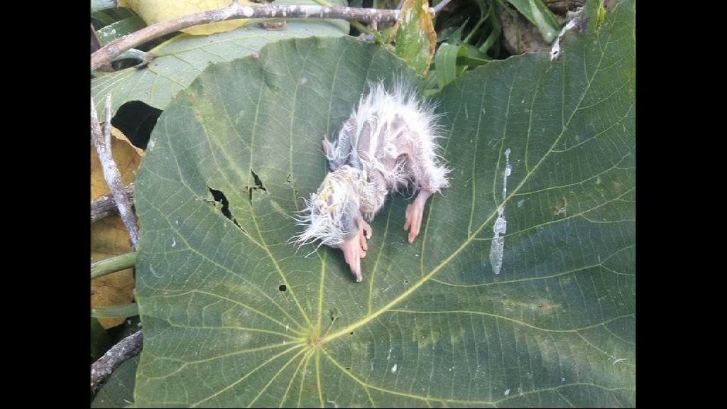 修樹導致鷺鳥死亡　康文署指人員認知不足