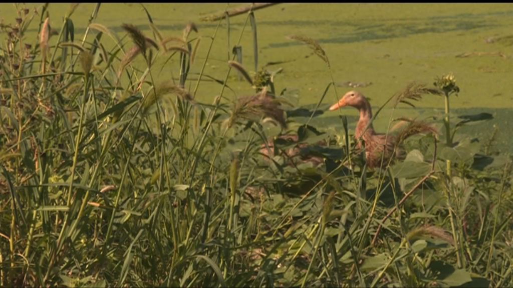 【首都專線】天津濕地亂象叢生當局擬整頓