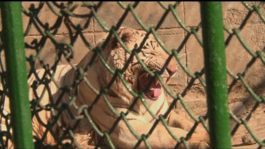 【首都專線】全國最大山地野生動物園被令整改