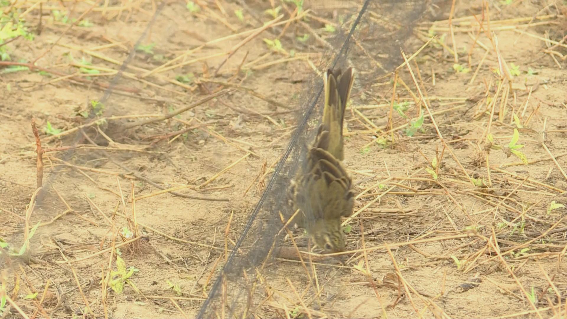 【首都專線】候鳥守護隊巡察叢林反濫捕