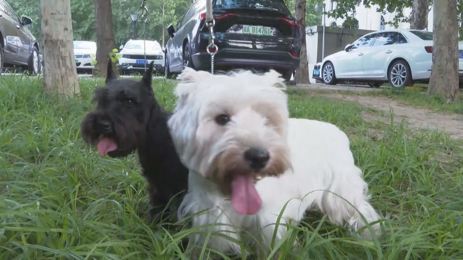 【首都專線】寵物鼻紋認證或取代晶片植入