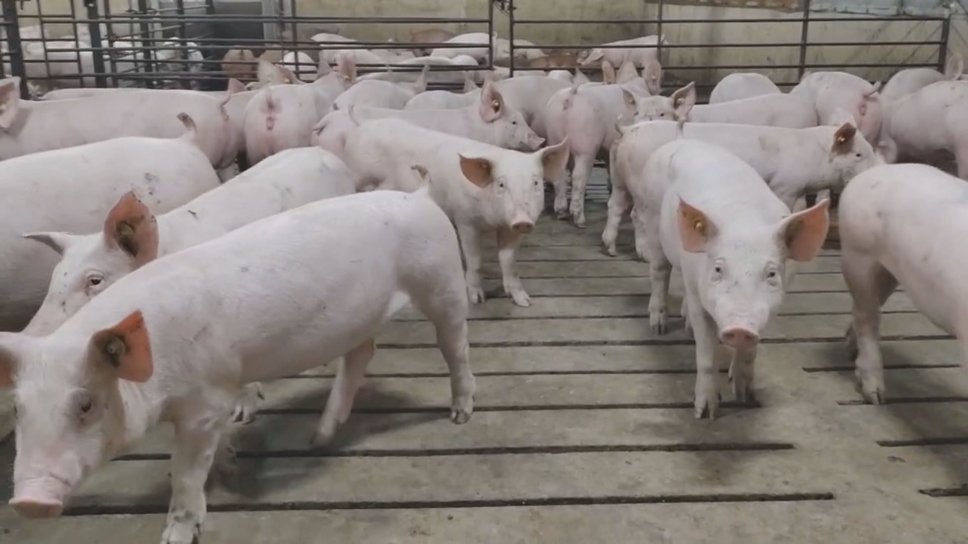 【首都專線】內地試行活豬及果樹抵押貸款　冀增加糧食供應