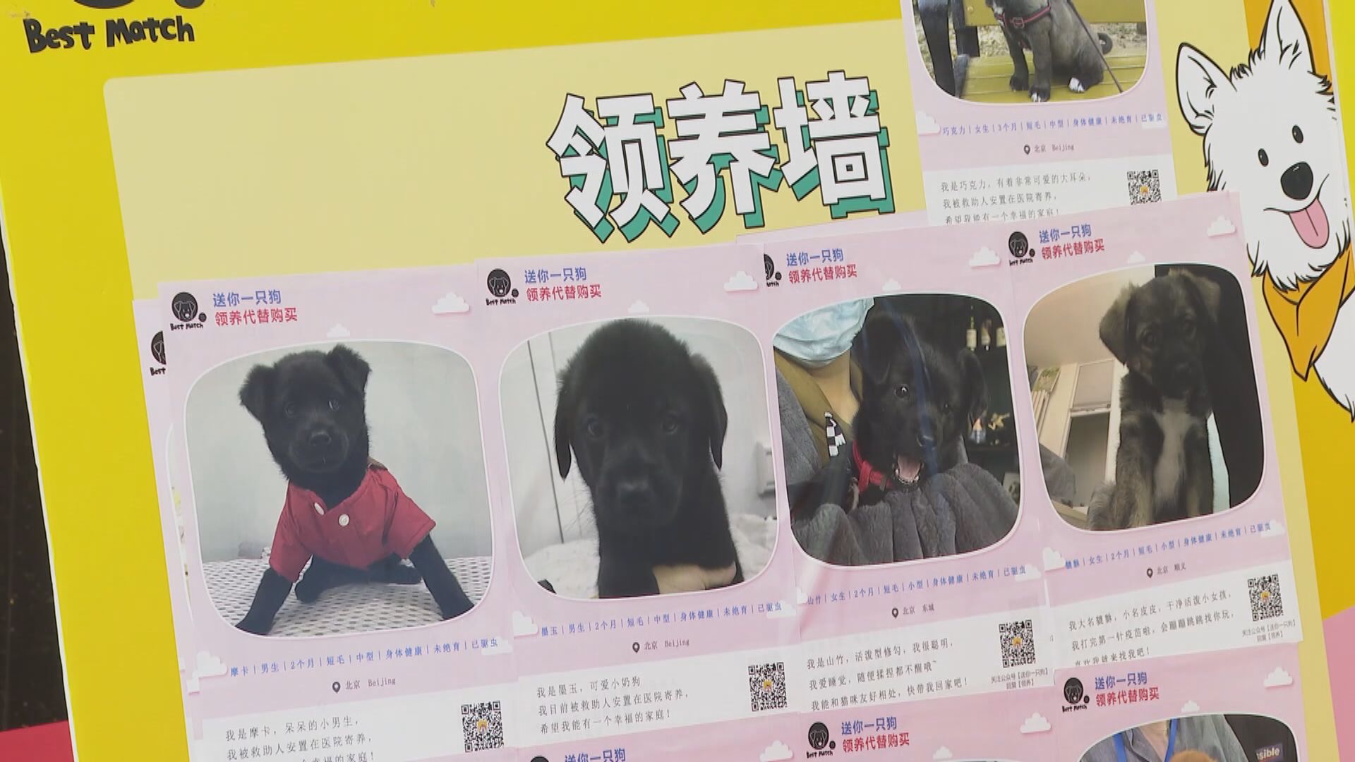 【首都專線】內地動物領養平台「疫市」發展　為逾千流浪狗尋家