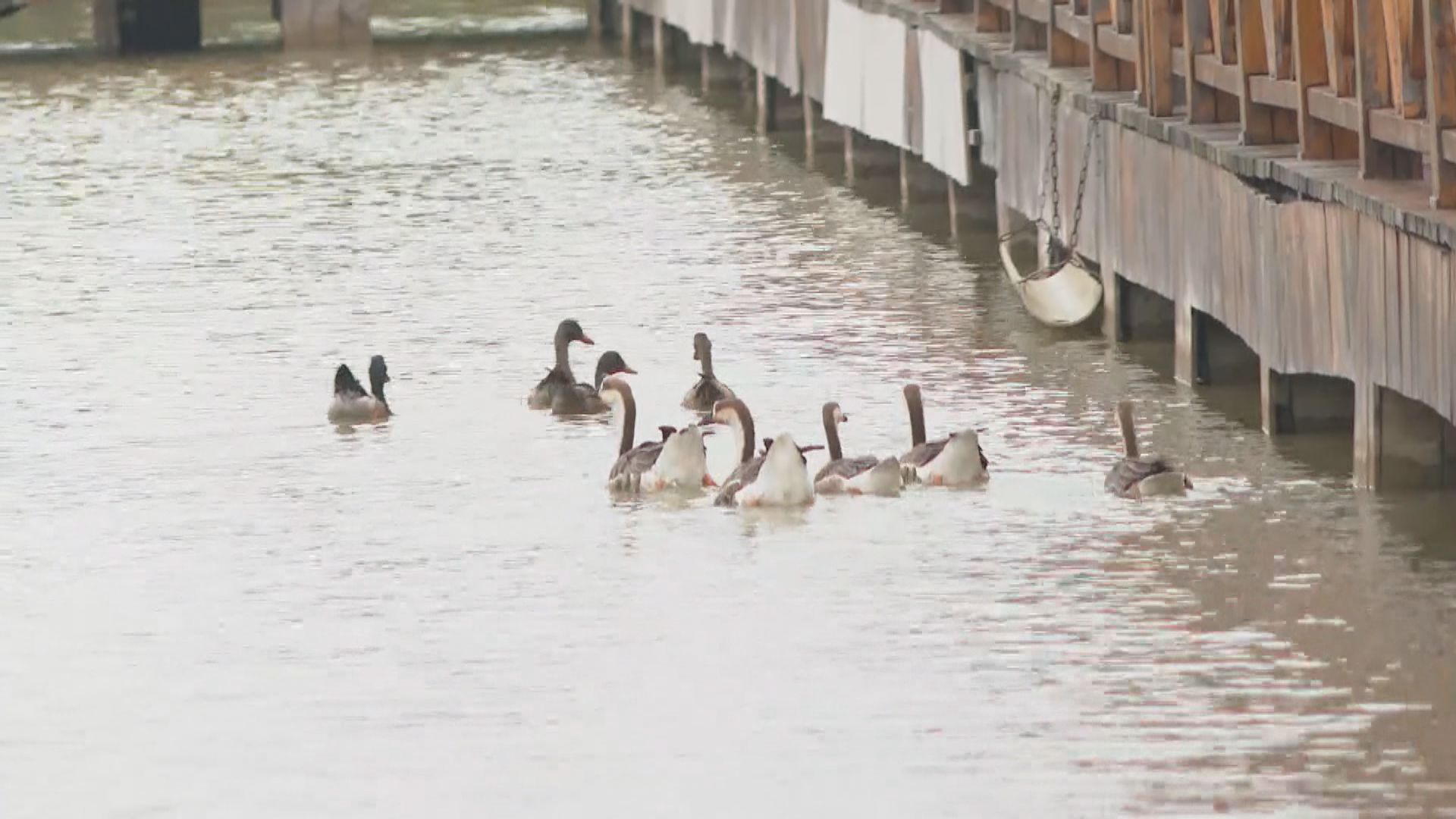 首都專線｜山東黃河入海口保育見效吸引數百萬候鳥停留　被譽為鳥類國際機場