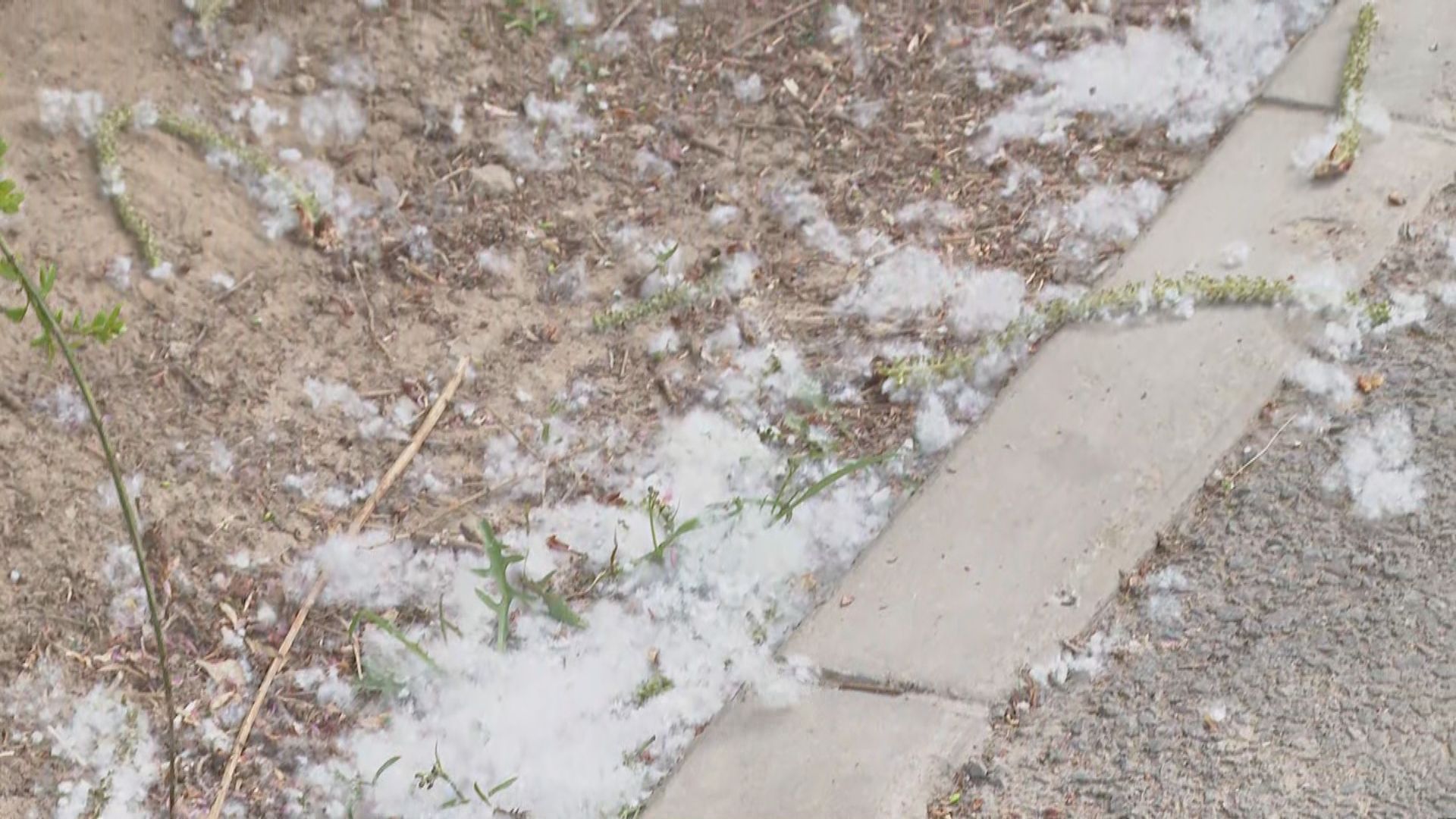 【首都專線】北京種植雄性毛白楊樹　解決楊柳飛絮困擾