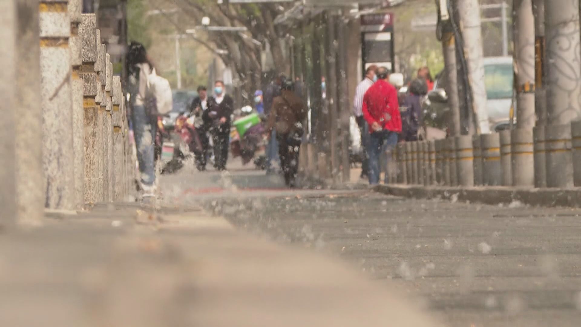 首都專線｜春季氣溫回升楊絮紛飛引發鼻炎等過敏症　北京跨部門綜合治理