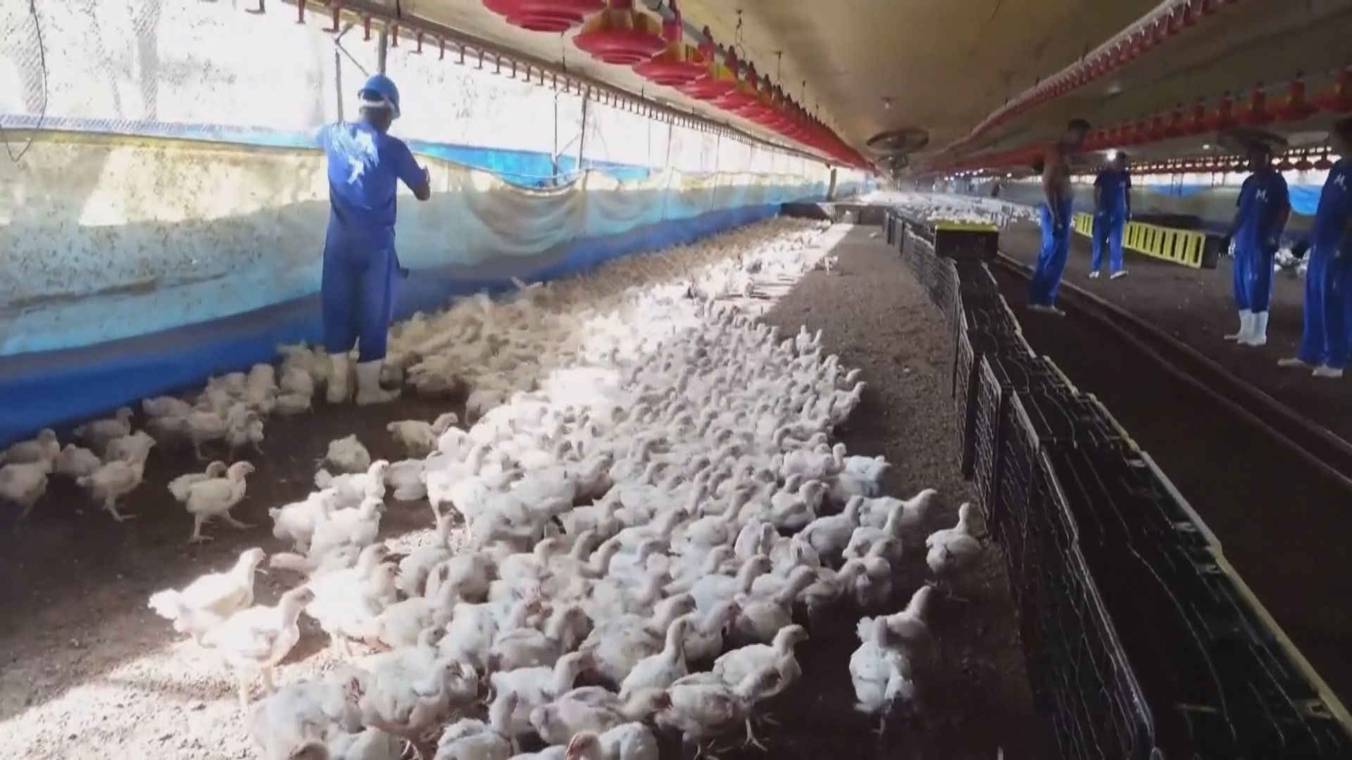 巴西動物園有禽流感病例　當局指毋須延長出口家禽限制