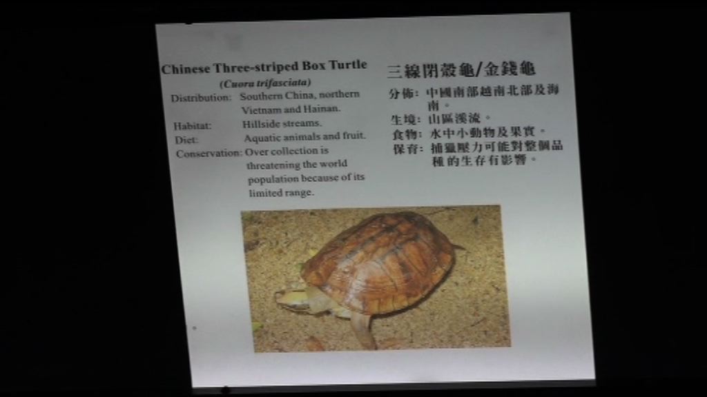 屯門公園爬蟲館被偷去金錢龜