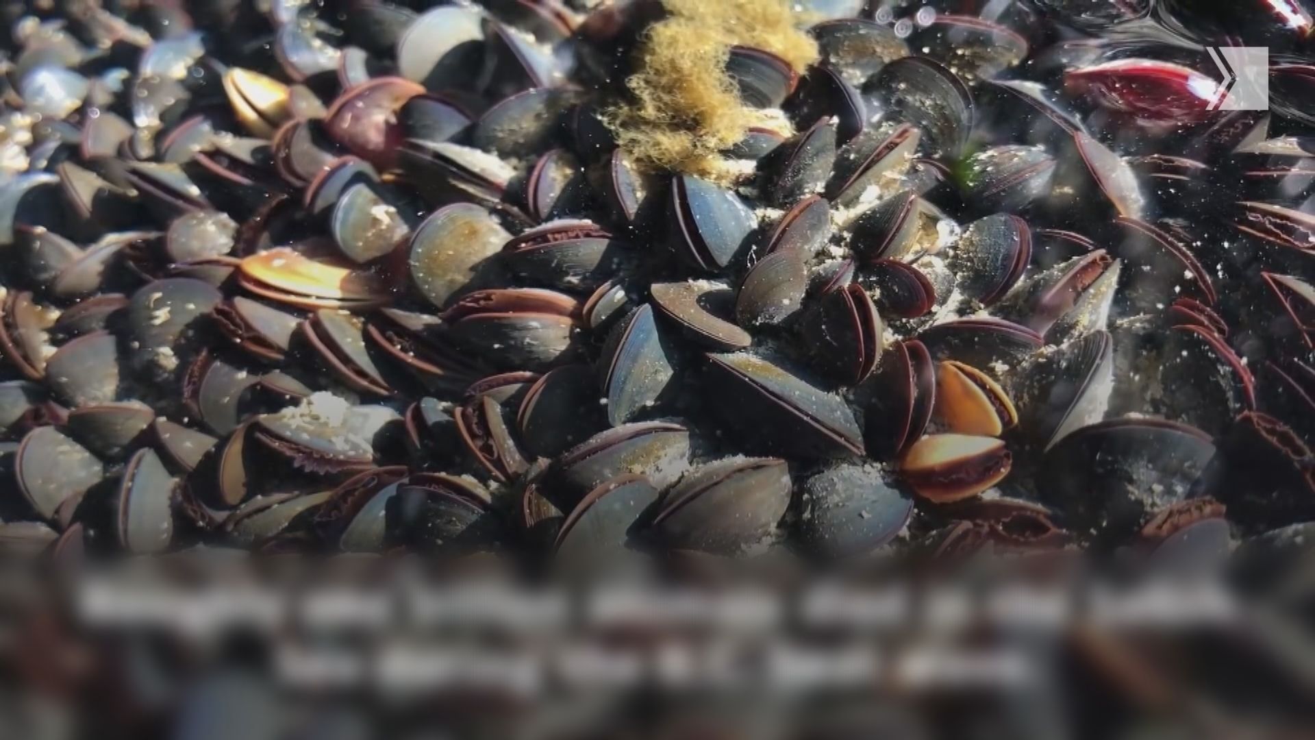 加拿大海灘大量青口因高溫死亡