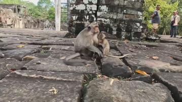 柬埔寨網紅為流量近距離拍攝及非法餵飼猴子