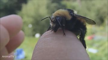 加拿大研究發現大黃蜂蜂后冬眠期間能在水中存活一周