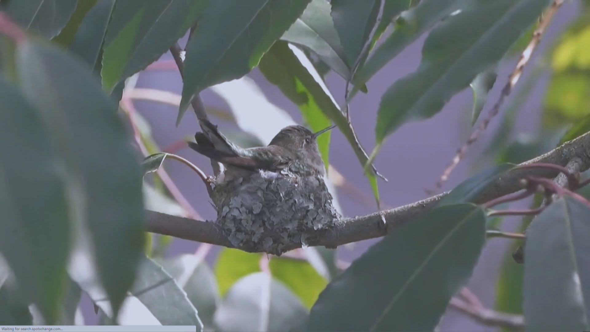 安氏蜂鳥「叫停」加拿大百億油管工程