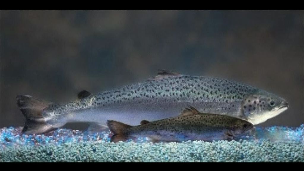 加拿大批准售賣基因改造三文魚