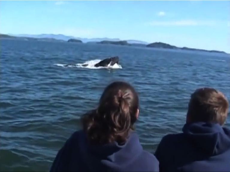 加拿大觀鯨季節月底結束