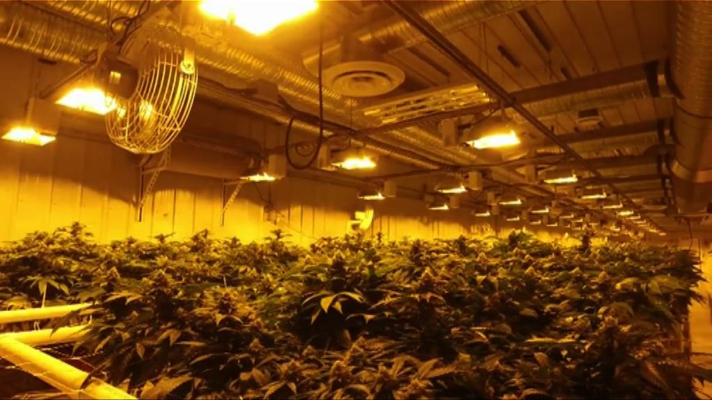 加拿大參議院通過娛樂用大麻合法化