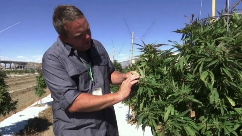 加保守派政治團體反對娛樂用大麻合法化法案