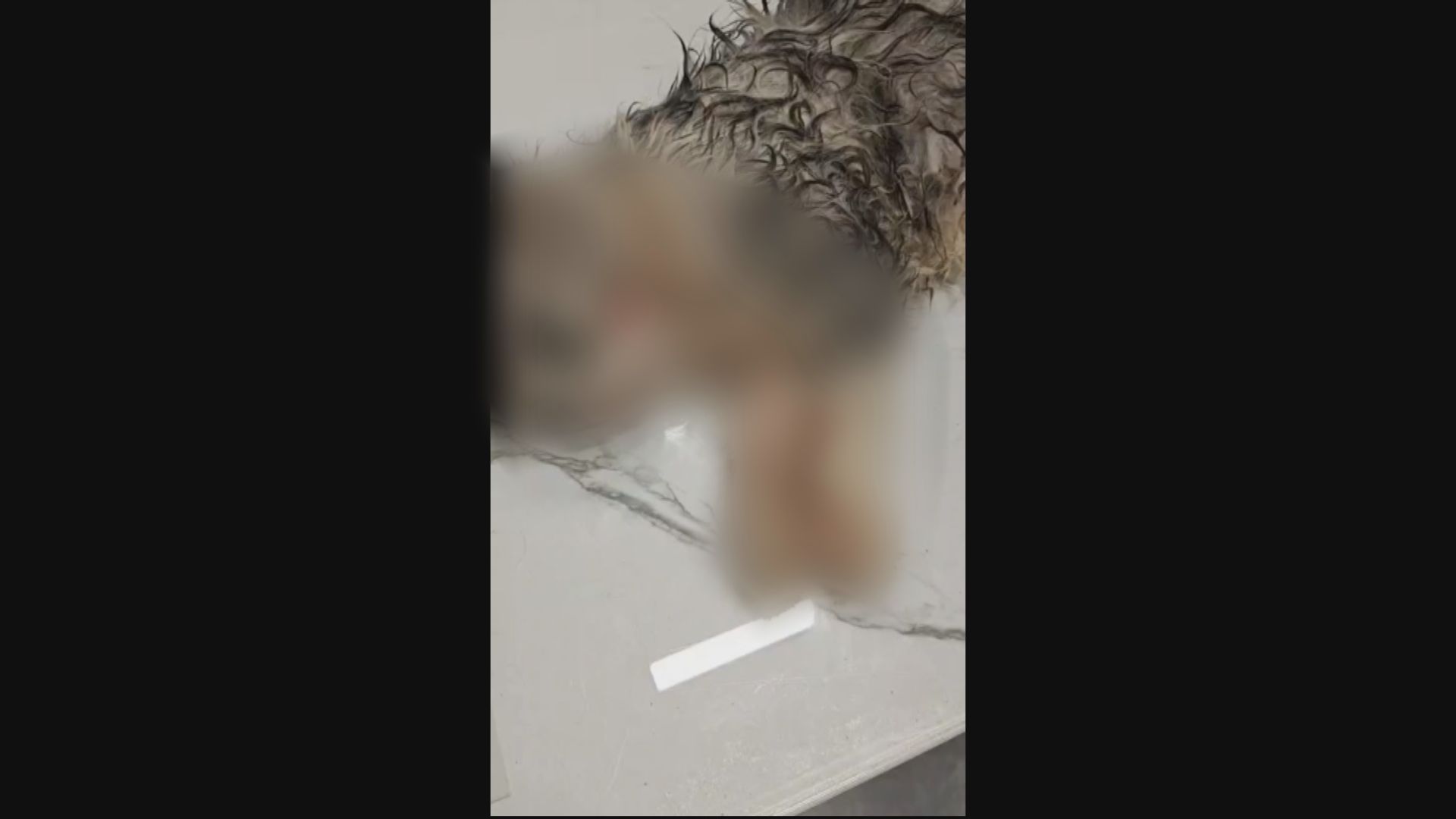 14歲男生涉殘酷虐貓被捕　愛協：轉交漁護署獸醫化驗所解剖