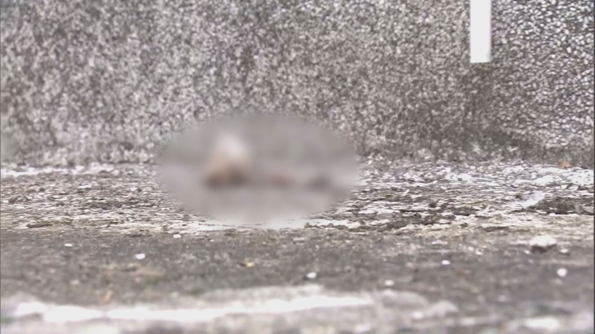 打鼓嶺發現幼貓屍體　改列為發現動物屍體處理