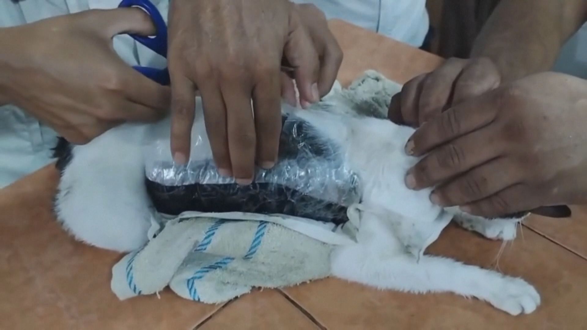 哥斯達黎加當局揭發有人用貓運毒入監獄