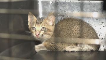 小貓衝出馬路被困巴士車底 消防近兩小時後救出