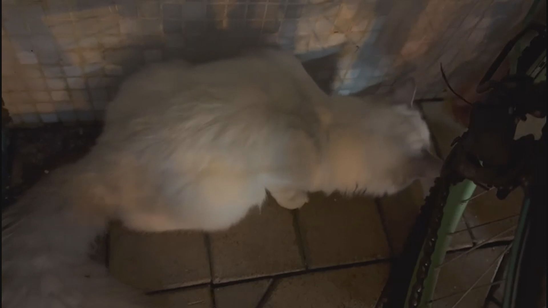 天水圍兩貓墮樓　一死一傷