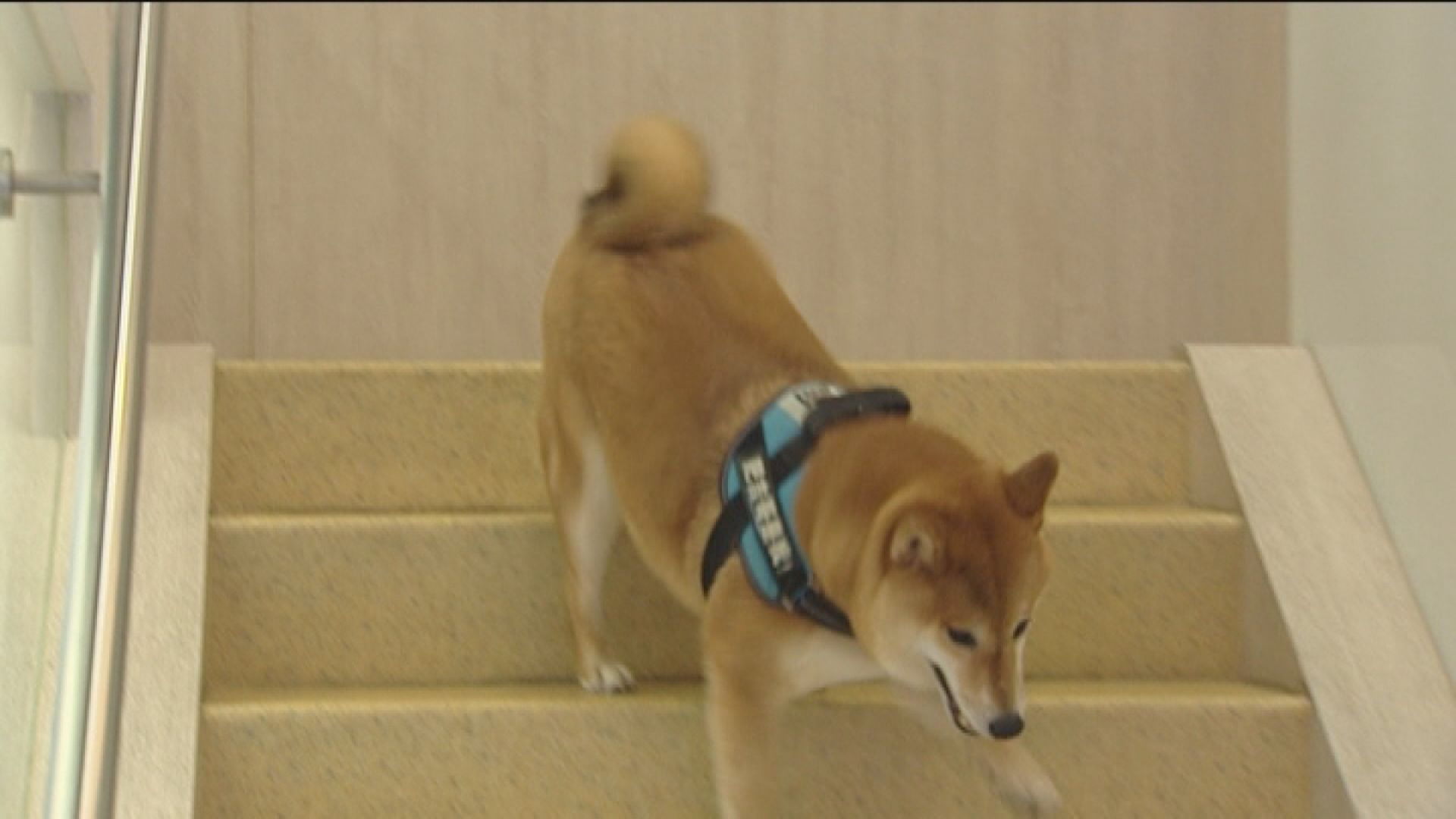 消委會接投訴　安排寵物移民音訊全無更有寵物死亡