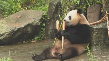 李家超四川商討大熊貓來港安排 稱爭取國慶前到港