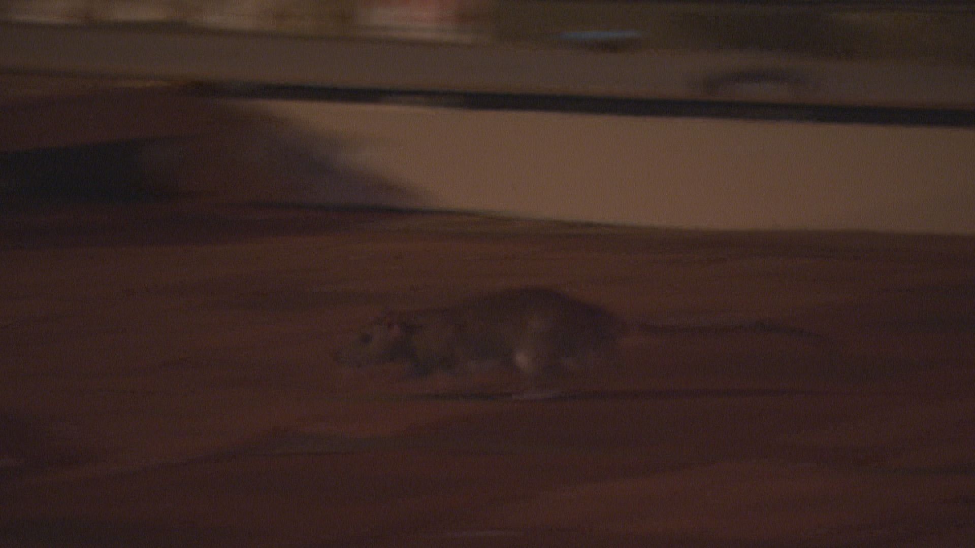 陳肇始：會物色新科技協助滅鼠