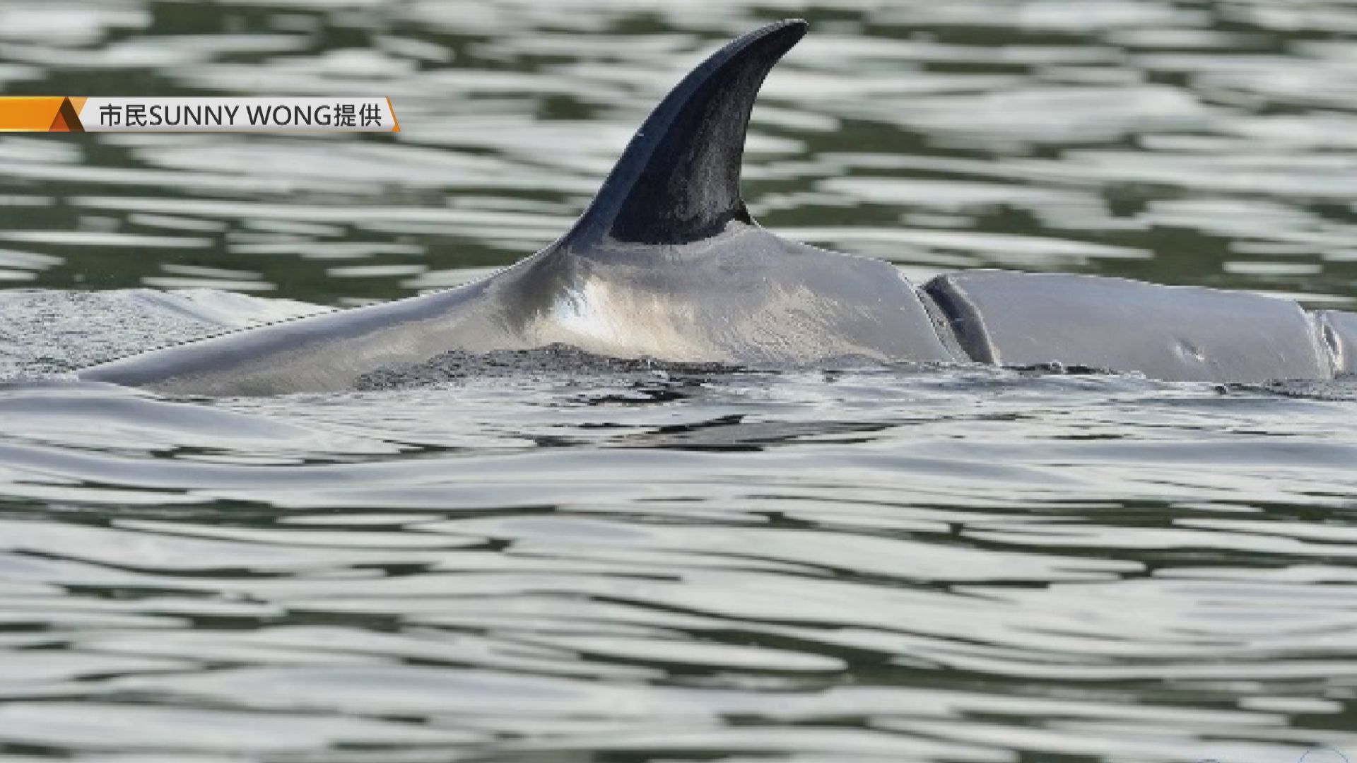 鯨魚受傷 陳國基呼籲市民勿「追鯨」 將派水警船於附近水域巡邏