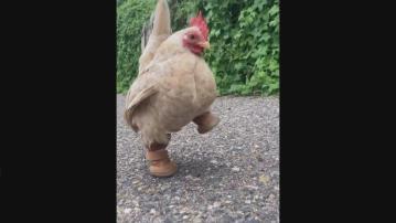 蟎蟲寄生侵蝕腳趾 玲瓏雞「穿鞋」便利行走