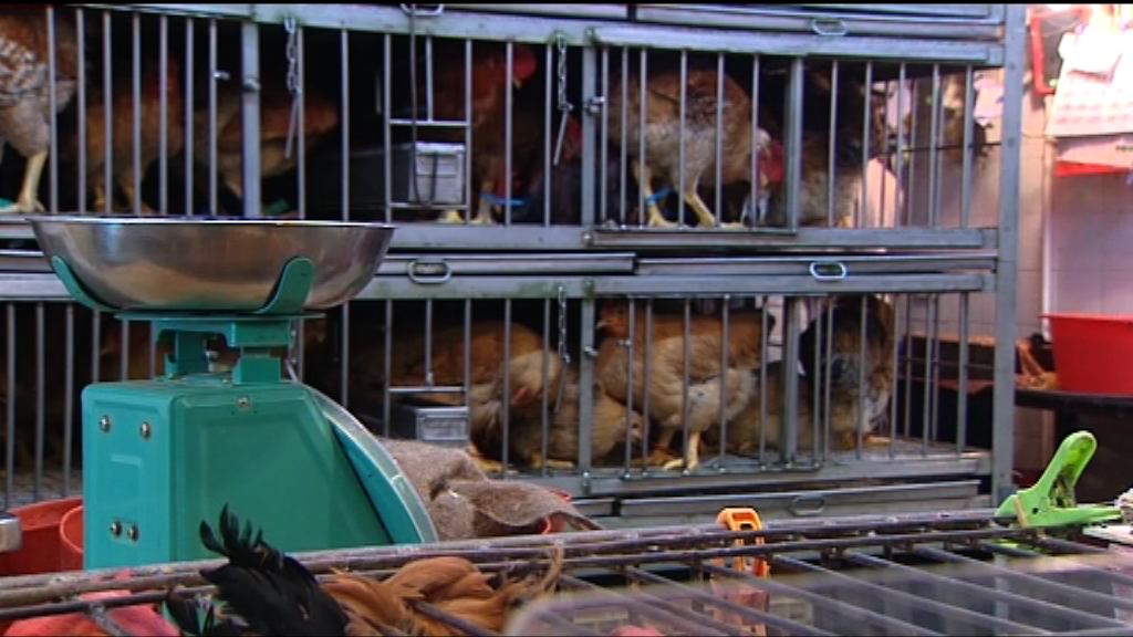 端午復售活雞　售價貴約一成