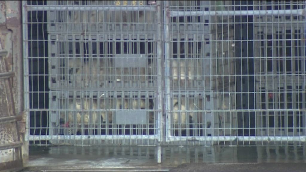 政府今銷毀長沙灣批發市場家禽