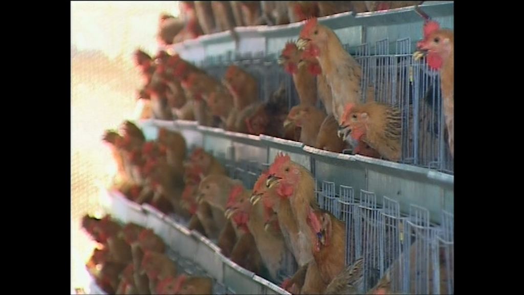 政府爭取在端午節前完成檢驗家禽